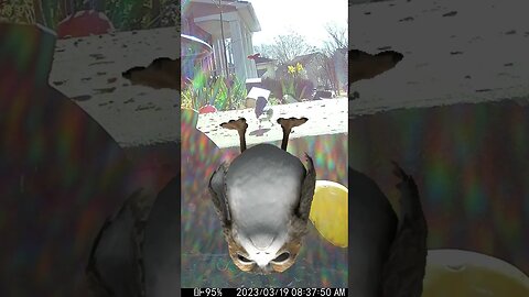 A Porg Vists #Shorts ⭐