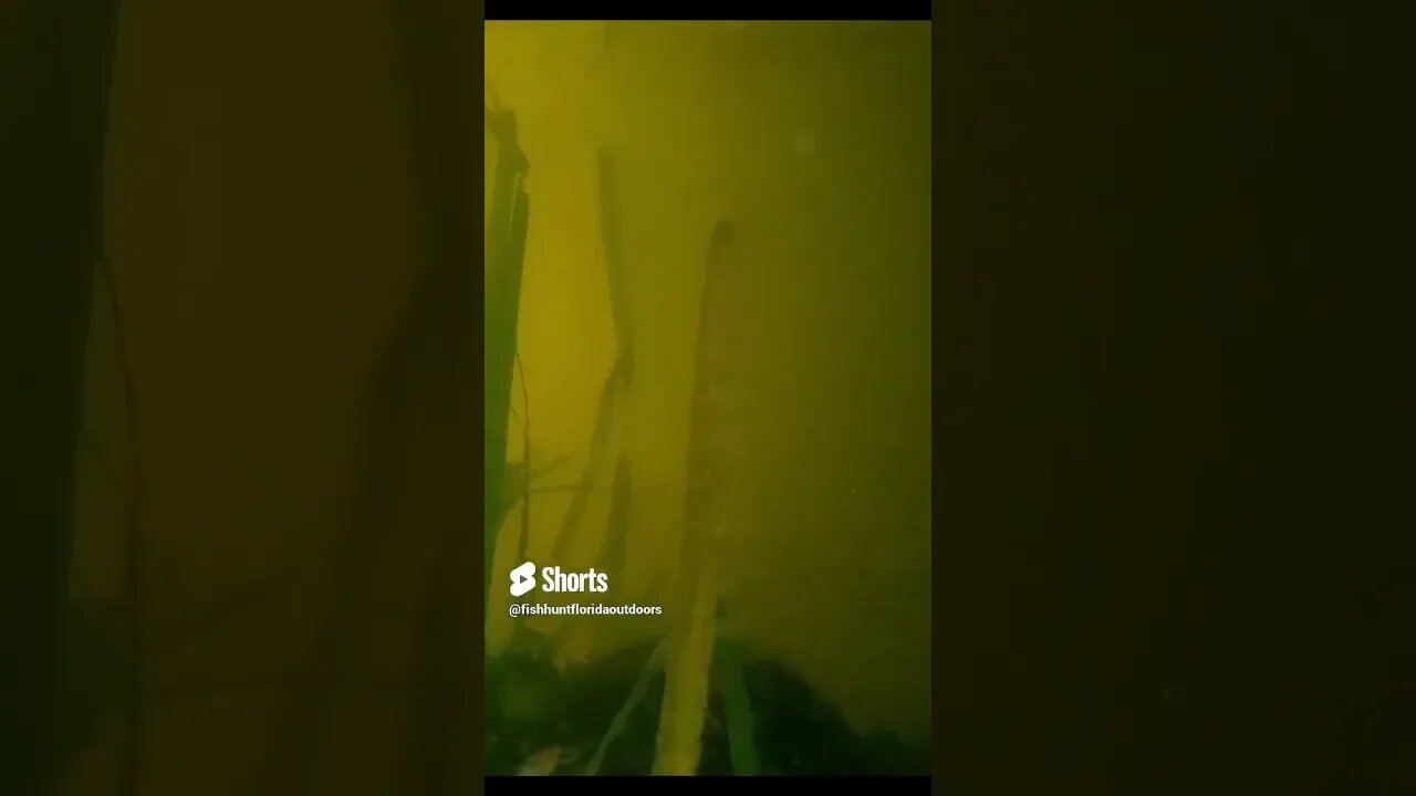 slider #wildlife #turtle