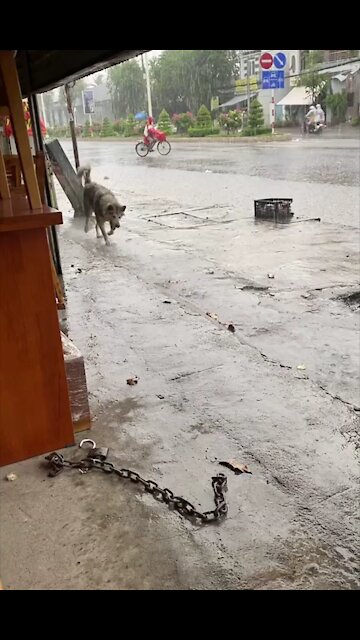 Husky Dog Crazy In The Rain