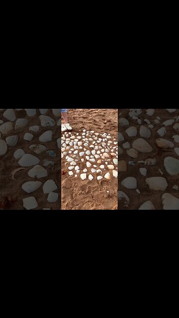 A Collection of Sea Shells on the Beach 🐚