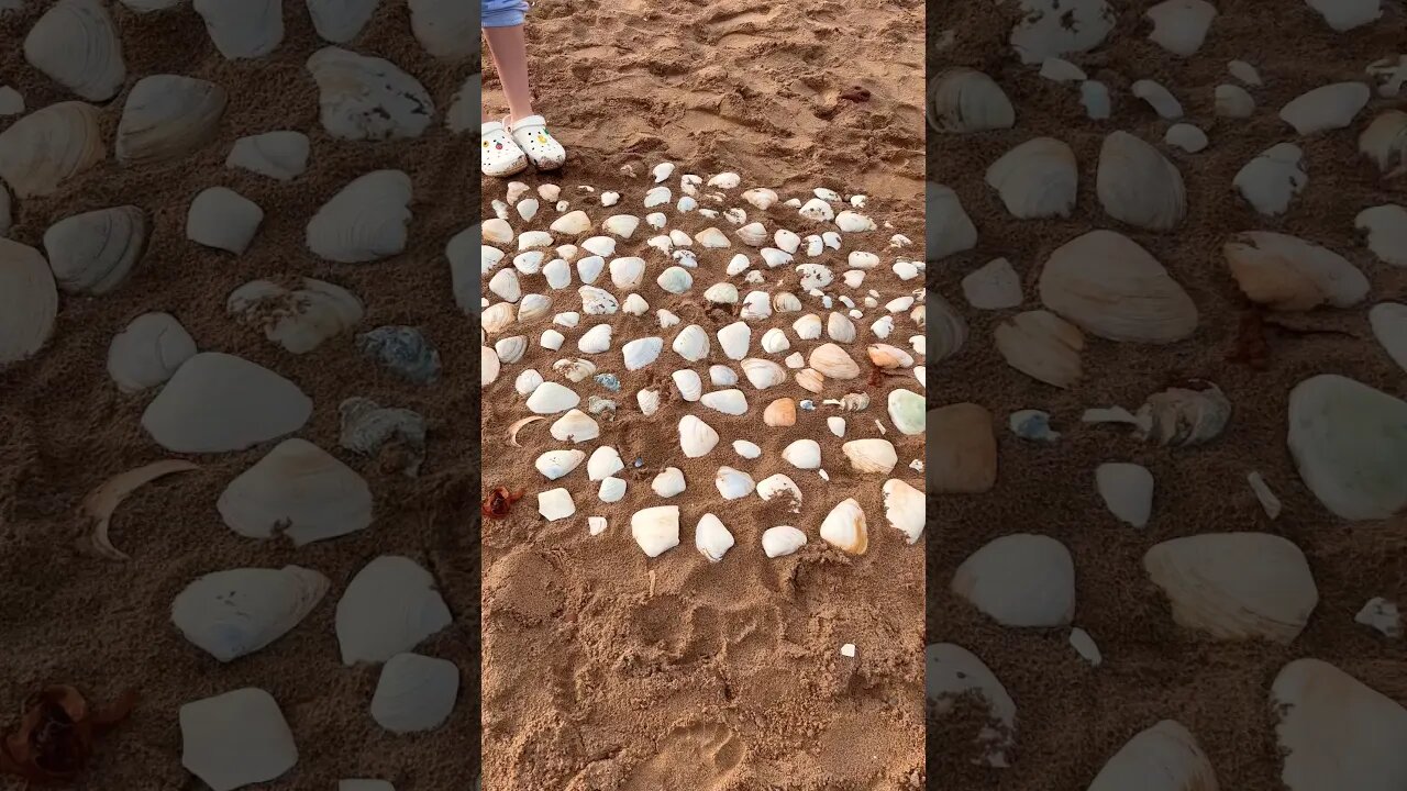 A Collection of Sea Shells on the Beach 🐚