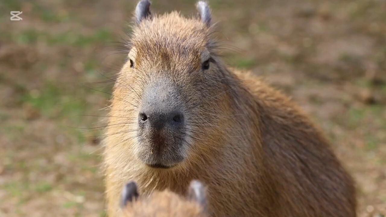 curiosidades sobre los capibaras