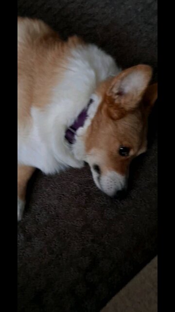Corgi being lazy