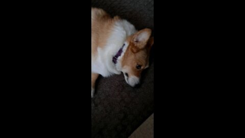 Corgi being lazy