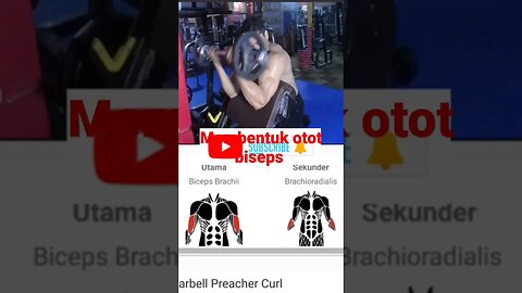 membentuk otot BISEPS