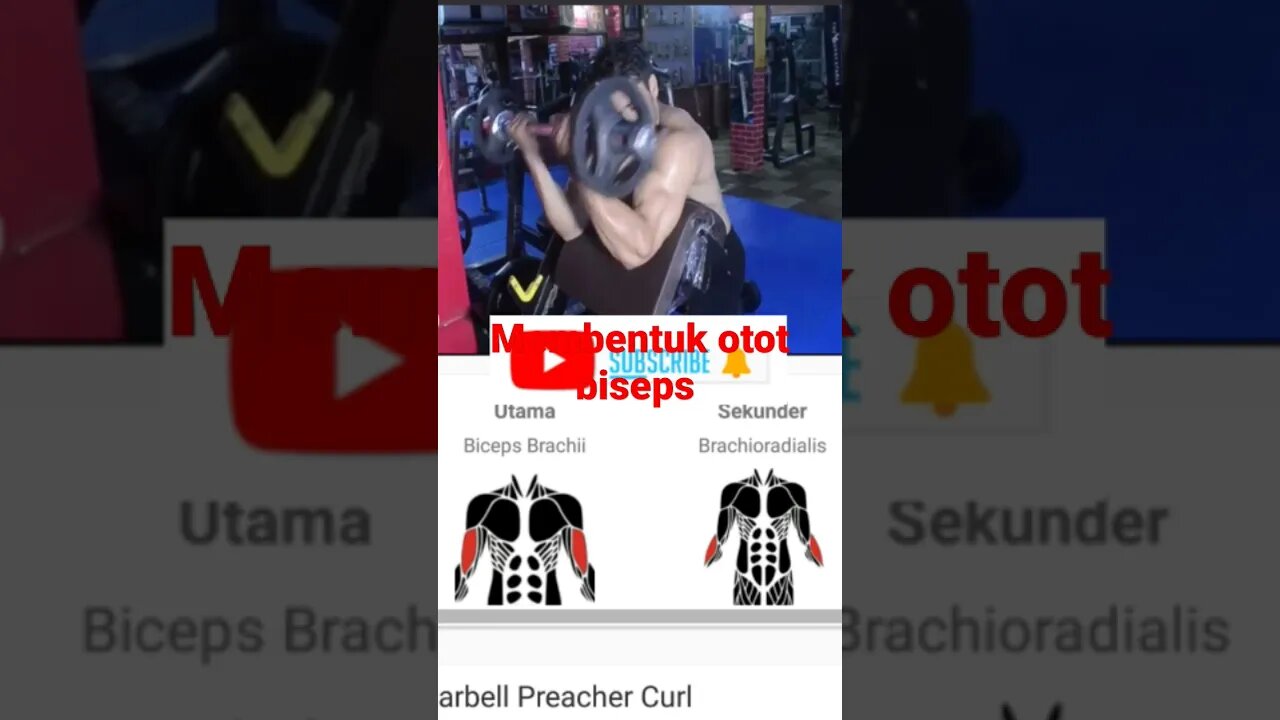 membentuk otot BISEPS