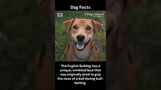 Dog Facts #shorts #youtubeshorts #dog #facts