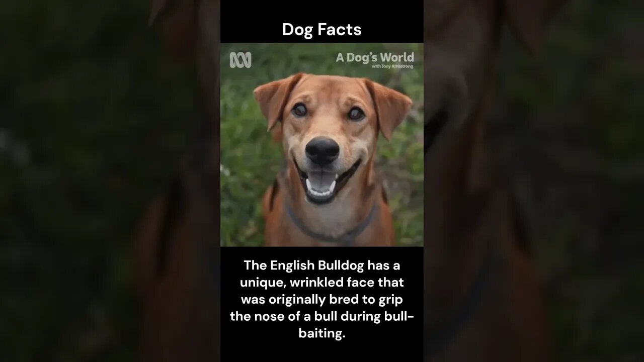 Dog Facts #shorts #youtubeshorts #dog #facts