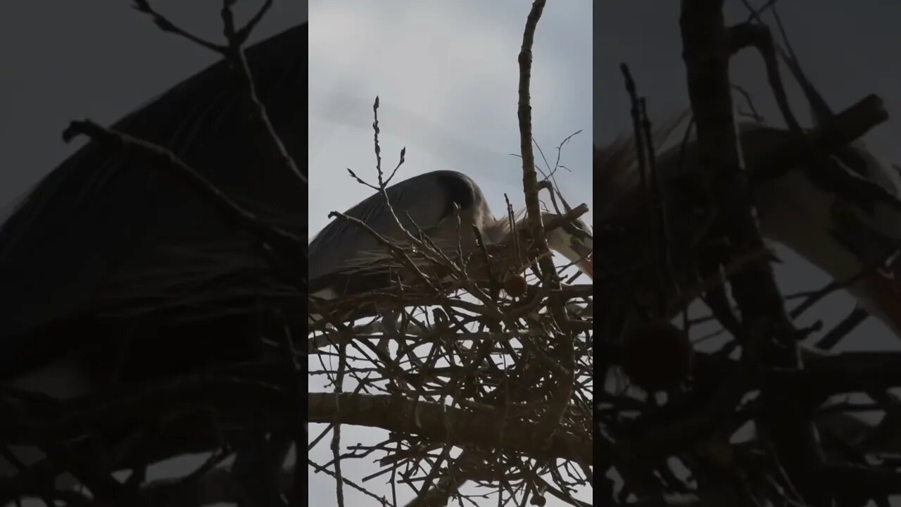 Great Blue Herons in the wild. Never knew how they nested before!