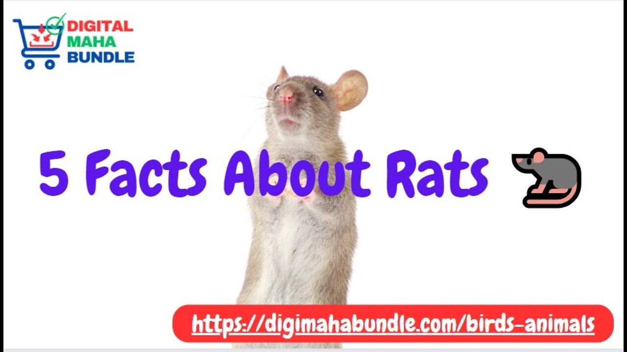 5 Fascinating Facts About Rats! 🐀