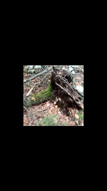 A forest jogging, running tip