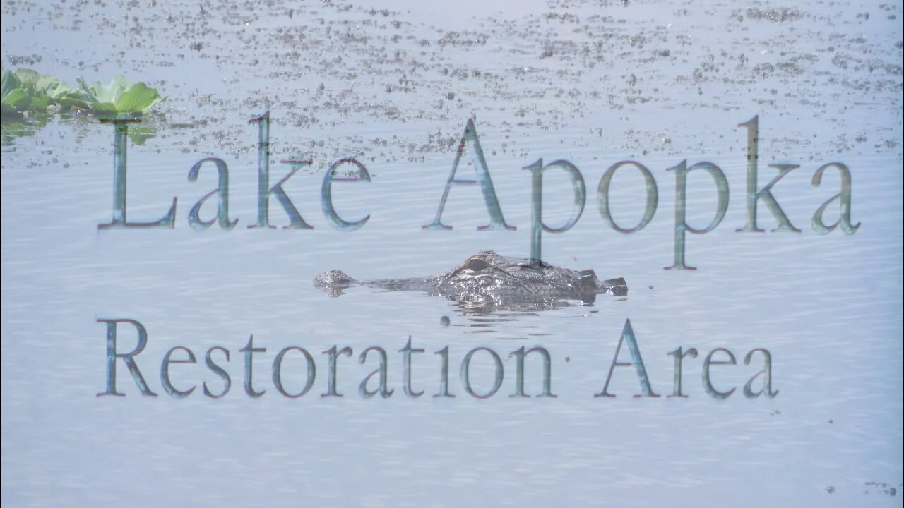 Alligators and wildlife at Lake Apopka