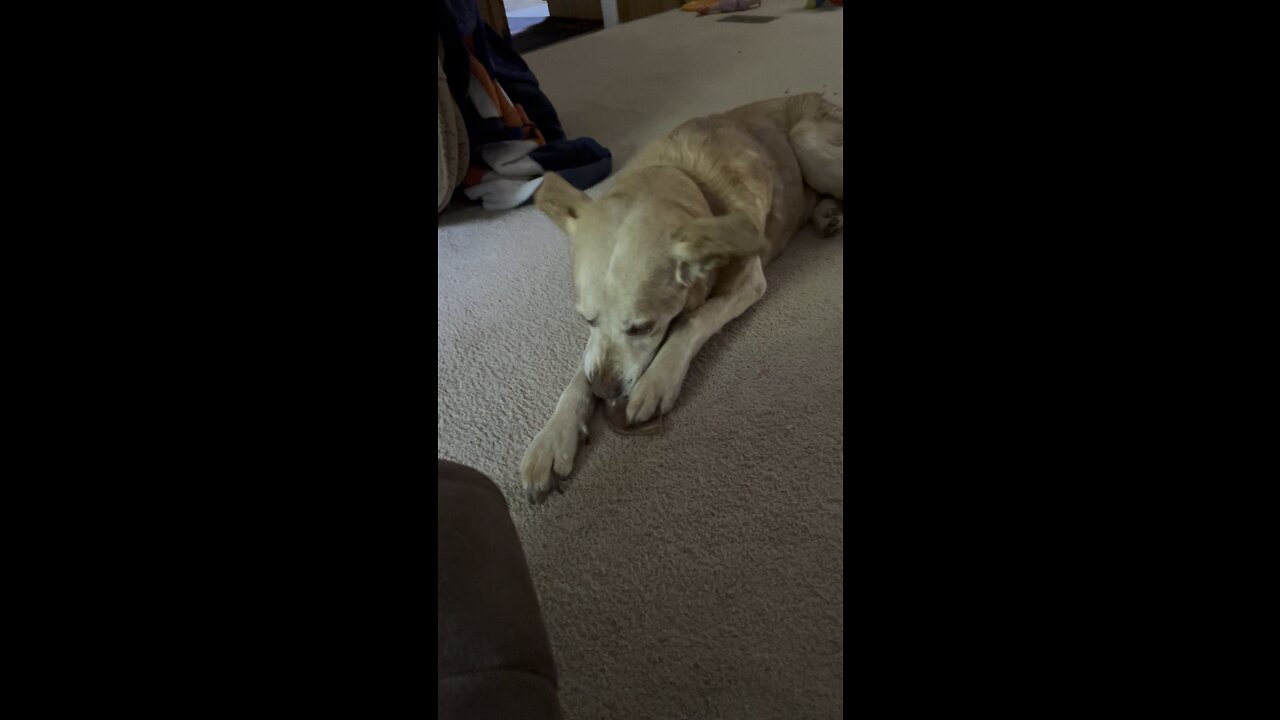 Ruffuss and his pig ear