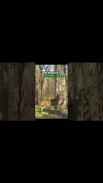 The Purpose of a Hit List Revealed #deer #hunting #deerhunting