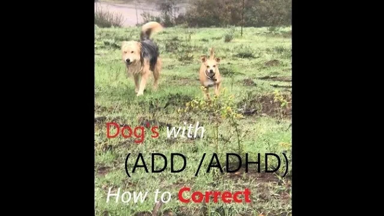 Dogs with ADD ADHD | Moving them along K9 D.I.Y in 4D