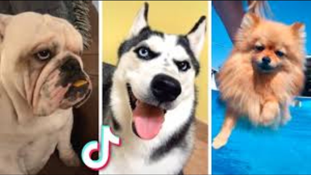 AWW SO FUNNY😂😂 Super Dogs And Cats Reaction Videos (Honest Audio) #52