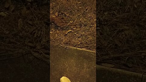 January 11, 2023 #gangstalking planes flying DIRECTLY over MY head! Pt. 1