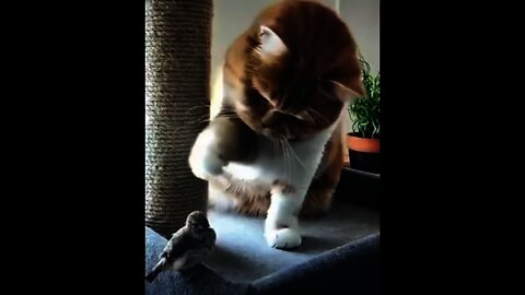 cute cat #cat #birds #tiktok
