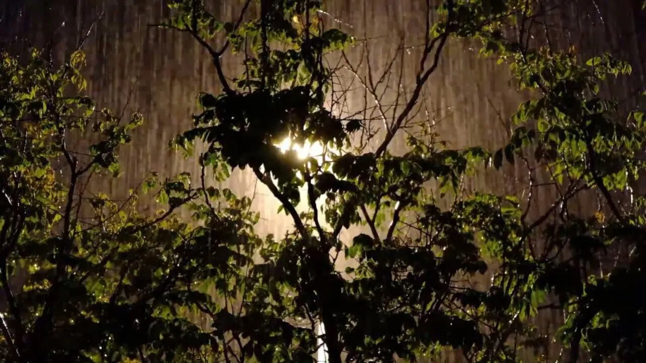 Som de Chuva e Floresta - Dormir, Relaxar, Meditar