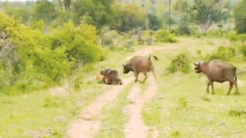 Wild Animals Video! Wild Animals Hunting