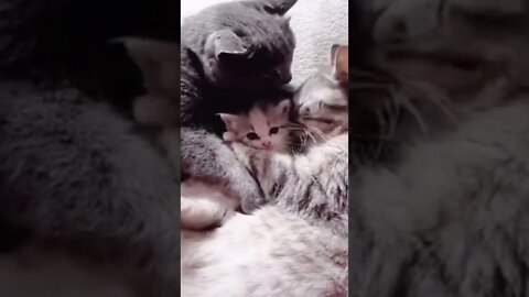 Watch This Cat Get SMOTHERED...With Love 😻 | Funny Cat Videos #Shorts