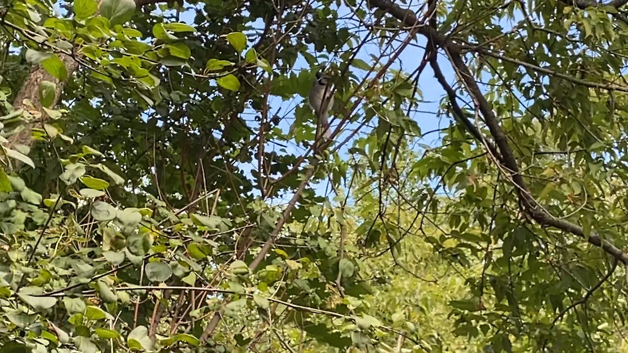 Camera chasing a Blue Jay