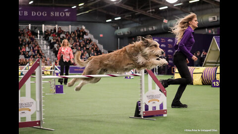 Watch 5 of the best WKC Dog Show moments