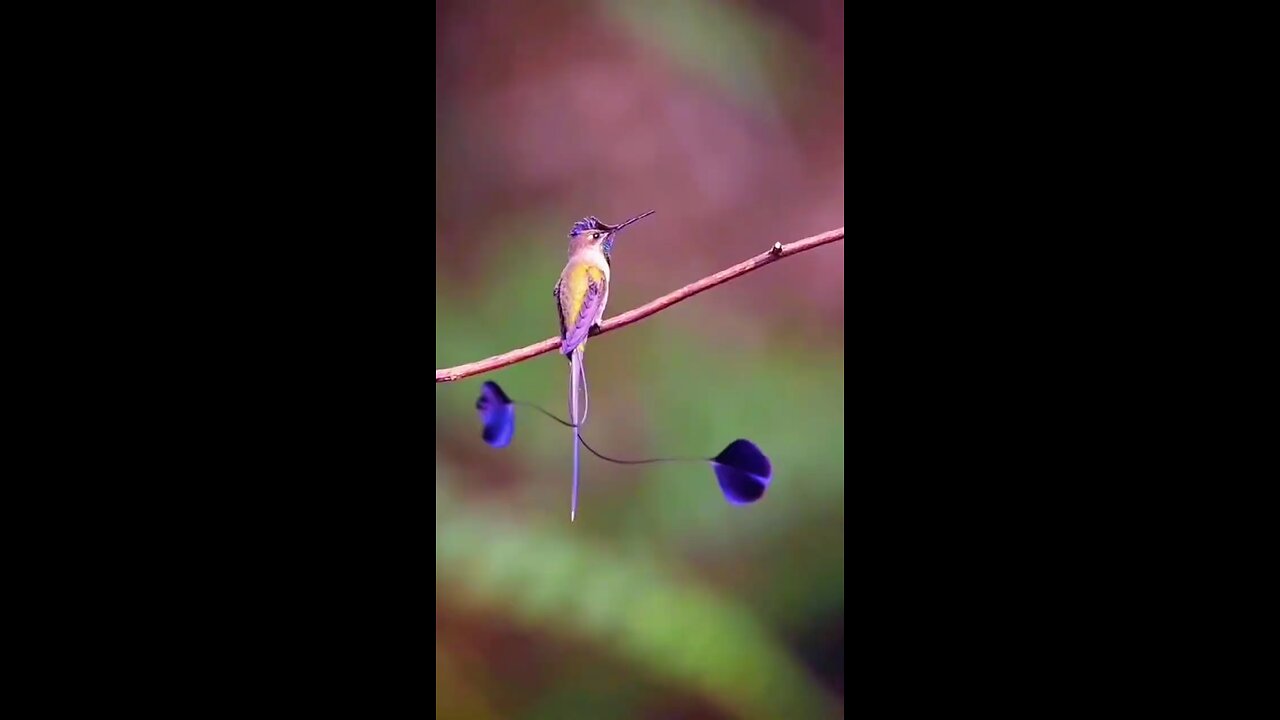 beautiful two pnkh bird