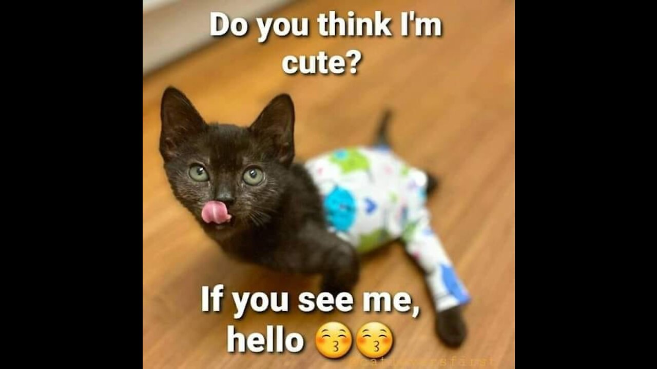 Funniest Animals Best Of The 2021 Funny Animal Videos Cutest Animals Ever
