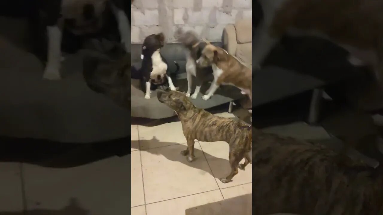 Daily Chaos