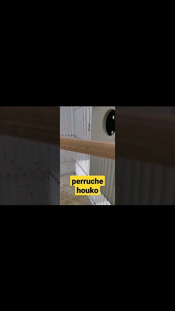 perruche houko I طائر البيروش
