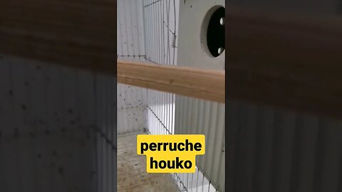 perruche houko I طائر البيروش