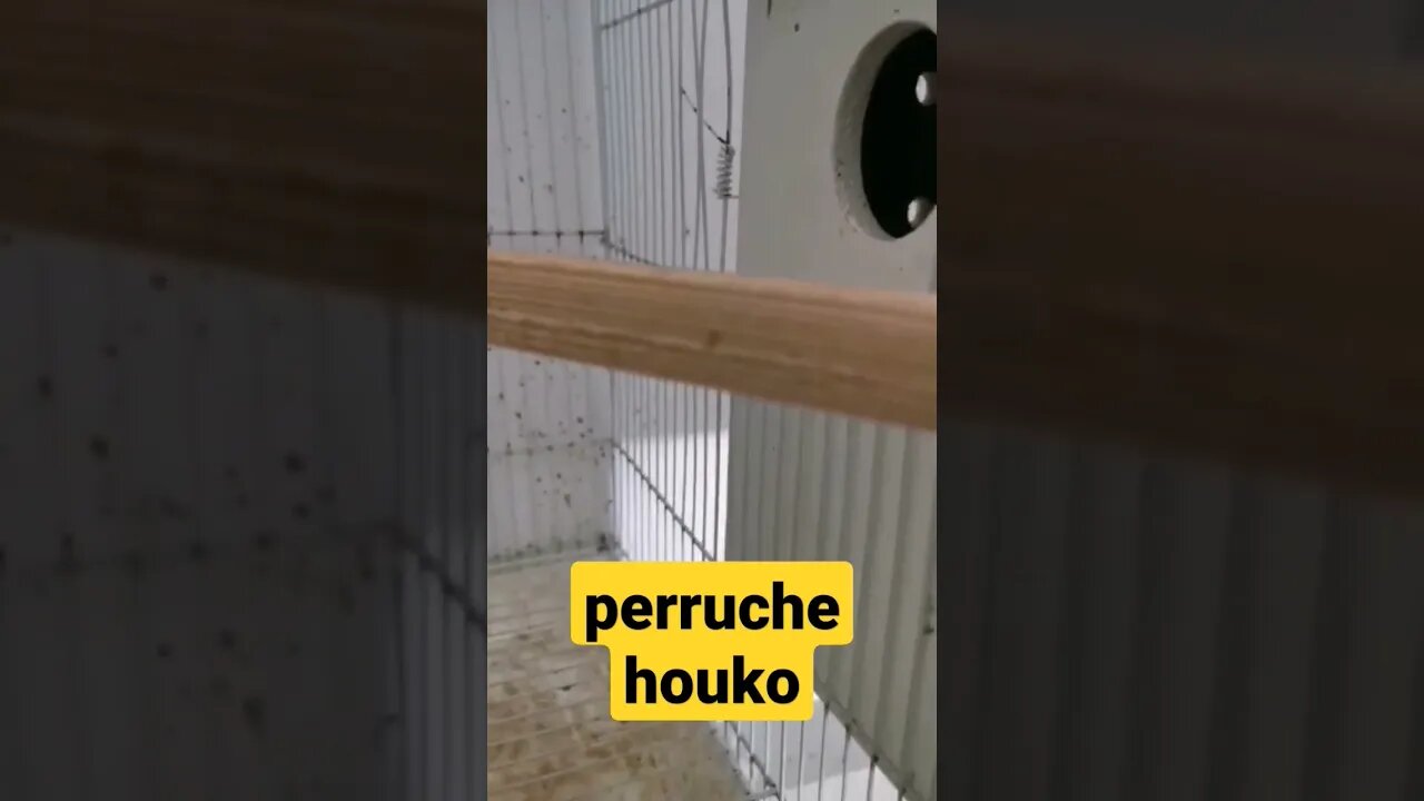 perruche houko I طائر البيروش