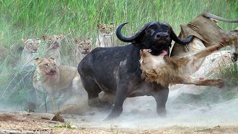 With Great Skill Lion Caught The Buffalo Baby....