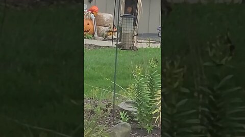 bird feeding #shorts