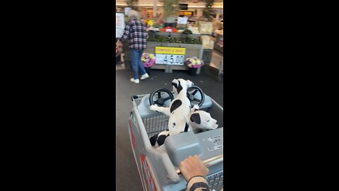 puppies go shopping