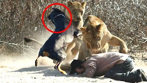 Breathtaking "ANIMAL SAVING HUMANS" Compilation!