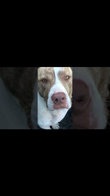 Training dog and cats to coexist