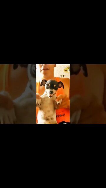 Злой пёсель))) #shorts Evil dog)))