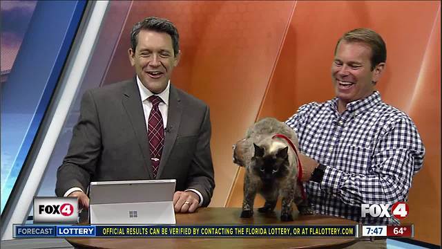 Pet of the week: Mocha