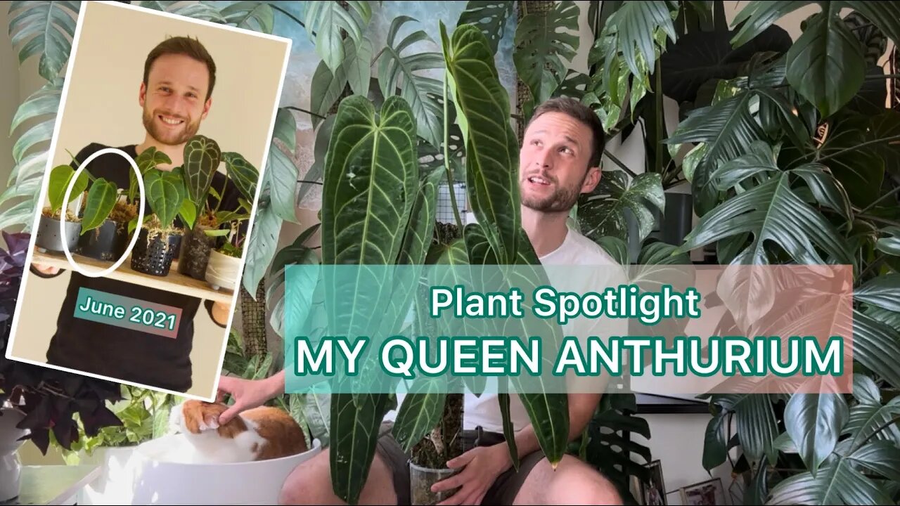 Queen Anthurium - Plant Spotlight #anthuriumwarocqueanum