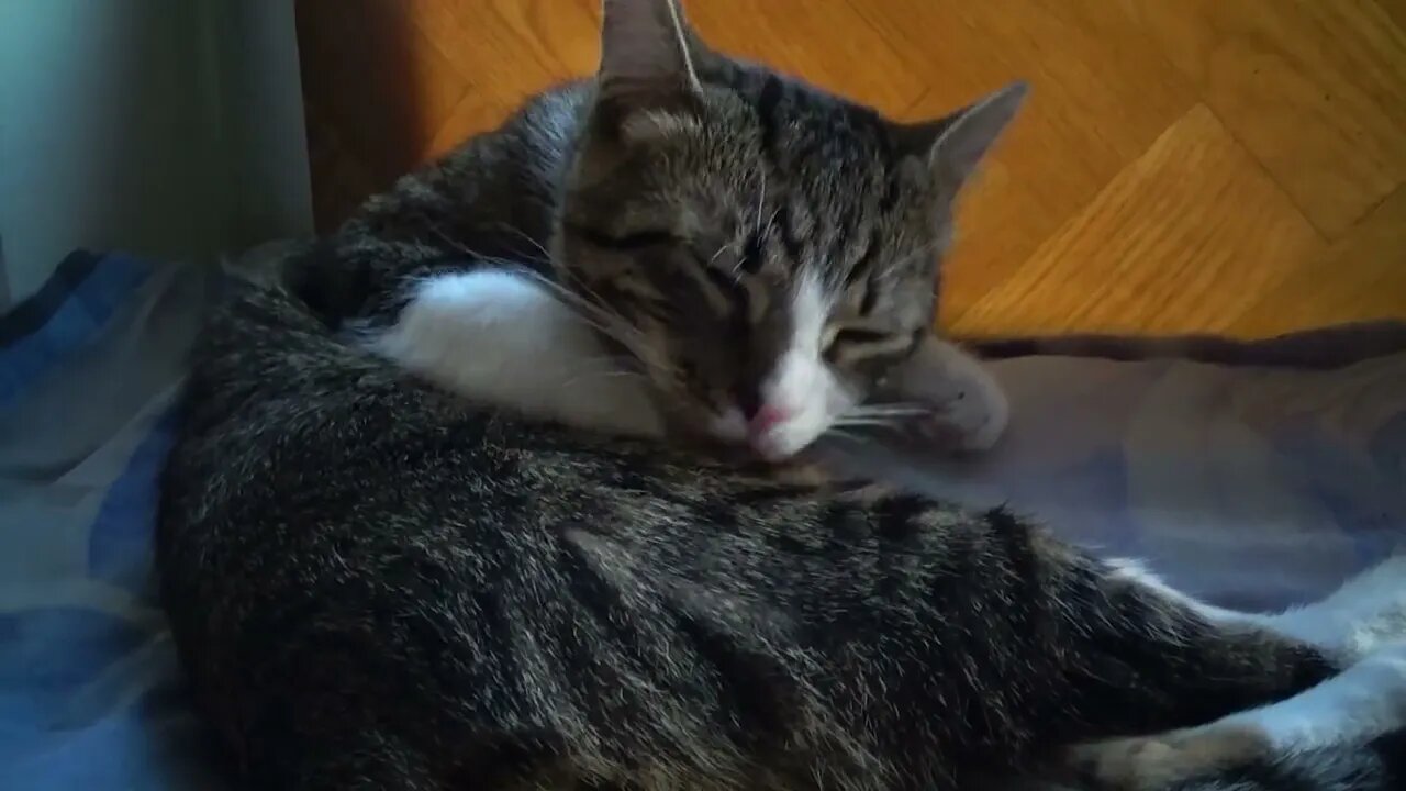 Kitten Washes His Little Leg