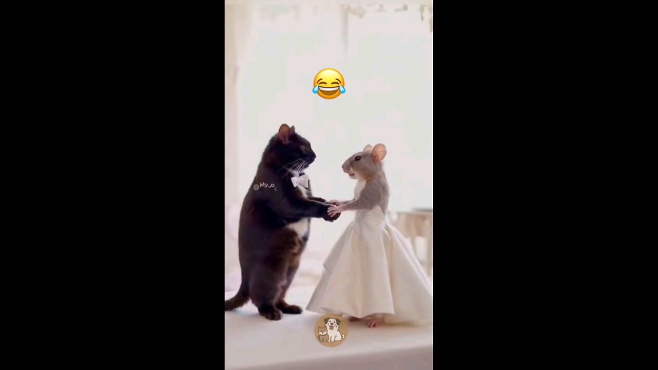 Cats marriage to Mice!