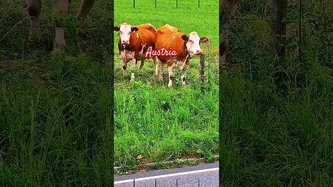 Austria 🇦🇹 Αγελάδες στην Αυστρία! #shorts #travel #europe #austria #nature #cow #cows