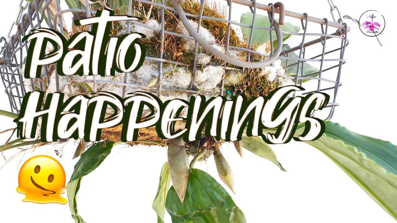 The Orchids on the Patio are POPPING OFF π₯³ππΌπ€ΈπΌββοΈ What's to come? So much going on! π₯³ #ninjaorchids