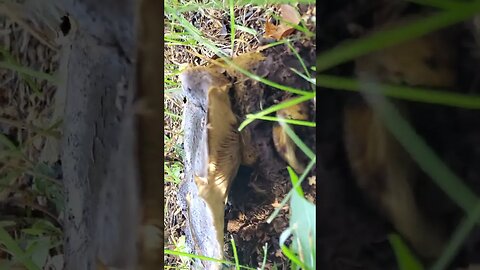 Beautiful Backyard Mushroom Alaska Mushroom Lovers