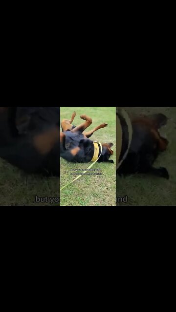 Momma doesn't always know best 🧏‍♀️ #shorts #dogs #rottweiler