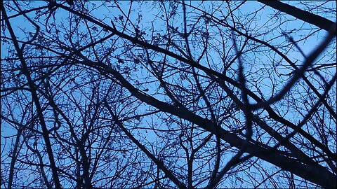 sunset - evening bule under tree