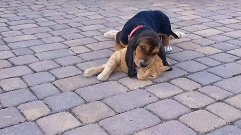 Basset Hound "Henio" Plays With Our Cat