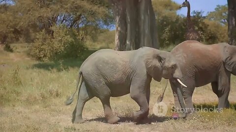 Forest Elephants: Guardians of the Last Eden
